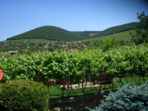 a view of a vineyard with mountains in the background at Casa Vladut in Babadau