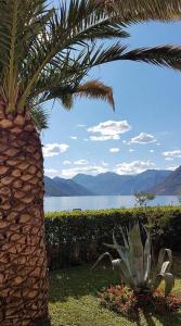 un palmier assis à côté d'une masse d'eau dans l'établissement Apartment Maniva, à Kotor