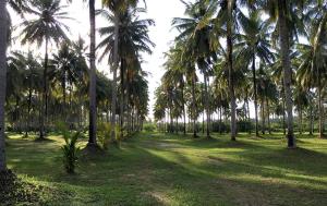 Zahrada ubytování Khao Lak Golden Coconut