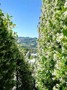 una fila di alberi con fiori bianchi sopra di Hotel Villa Aniana a Massignano