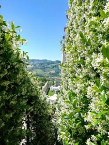 a row of trees with white flowers on them at Villa Aniana - Hotel, Relax, Spa in Massignano