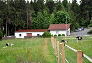 um grupo de vacas a pastar num campo em Ferienhaus Müller em Warmensteinach