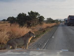 un león parado al costado de un camino en Tan-Swiss Lodge, en Mikumi