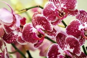 Kép Orchidea Apartman Eger szállásáról Egerben a galériában