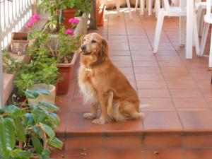 Pet ou pets ficando com hóspedes em Hotel Fiammetta