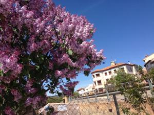 A garden outside Encanto de Aragón