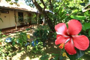 una flor roja delante de una casa en Casa de Los Berrios en León