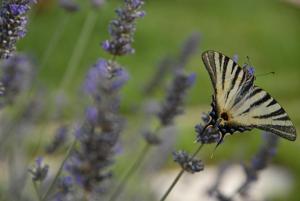 a butterfly perched on top of purple flowers at Masseria Valente in Ostuni