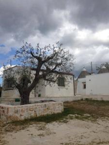 ein Baum vor einem weißen Gebäude in der Unterkunft I trulli di Pilar in Monopoli