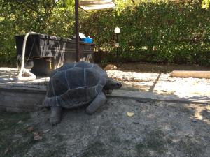 Altri animali domestici presso il bed & breakfast o nei dintorni