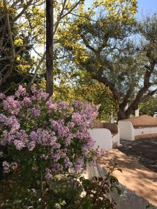 einen Busch mit lila Blumen in einem Garten mit Bäumen in der Unterkunft I trulli di Pilar in Monopoli