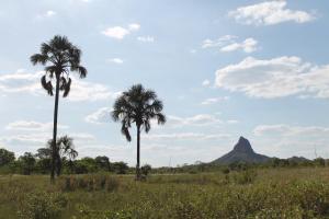 two palm trees in a field with a mountain in the background at Pousada Sertão Veredas in Sao Domingos de Goias
