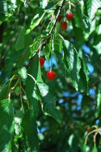 een bos rode bessen hangend aan een boom bij La Escribana in Constantina