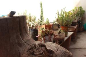 Fotografie z fotogalerie ubytování Namaste House v destinaci Cuzco