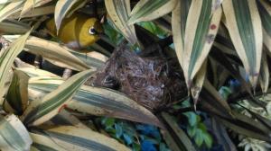 une plante avec un nid d'oiseaux dans un arbre dans l'établissement Glory Homestay, à Kandy