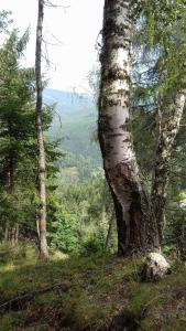 uma árvore no lado de uma colina numa floresta em Almwiese Apartment em Stadl an der Mur