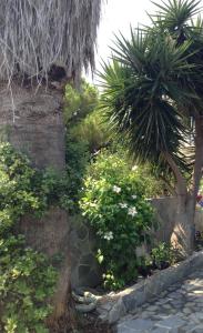 ザキントスにあるTsagaropoulou Apartmentの椰子の木と石壁の庭園