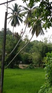a palm tree leaning over a field of grass at Jungle view one bedroom private apartment in Unawatuna