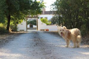 Mascotas con sus dueños en Quinta do Valle