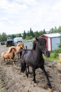 Photo de la galerie de l'établissement Klara's Farm Holidays, à Hella 50 autres photos