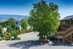 a tree sitting on top of a wooden bench in front of a house at Summerland Motel in Summerland