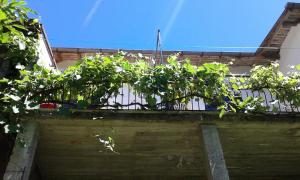 Casa sul bosco في Roa Marenca: شرفة مع نباتات فوق مبنى