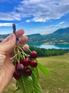 a person holding a bunch of cherries on a branch at La Poiana in Barrea