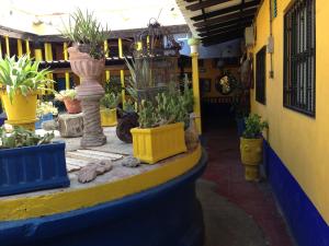 a room with potted plants on the side of a building at Pension California in La Paz