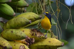 un pájaro azul y amarillo sentado sobre un montón de plátanos en Cabinas Río Celeste La Amistad, en Rio Celeste