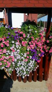 a bunch of flowers in a bunch of wooden pots at Dóra Stúdió Apartmanok in Zalakaros