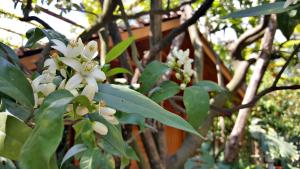 a tree with white flowers in front of a fence at Residence Villaggio Verde in Sorrento