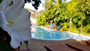 a white flower sitting next to a swimming pool at Residence Villaggio Verde in Sorrento