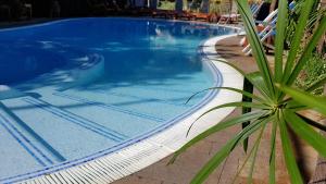 a large swimming pool with a palm plant next to it at Residence Villaggio Verde in Sorrento