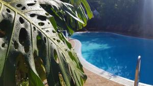 a close up of a plant next to a swimming pool at Residence Villaggio Verde in Sorrento