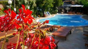 a plant with red flowers next to a swimming pool at Residence Villaggio Verde in Sorrento