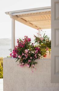a bunch of pink flowers on a wall at Little Bird Lesvos in Petra