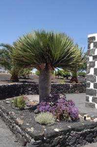 a palm tree and flowers in a stone garden at Casa Rural Finca Isabel in Mozaga