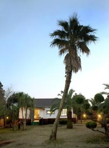 a palm tree in front of a house at Thai Story in Seogwipo