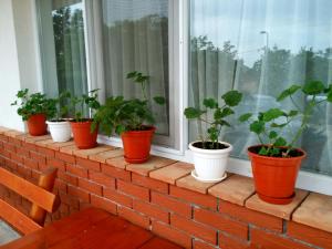 a row of potted plants sitting on a window sill at Rooms Ava Raj in Međugorje