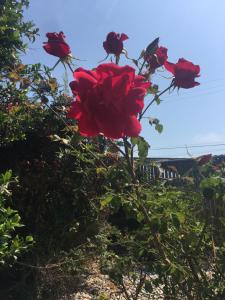 un gruppo di rose rosse su un cespuglio di Hitching Post Studios Inn a Santa Cruz