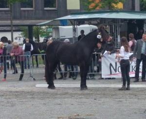une femme debout à côté d'un cheval noir dans l'établissement Maurachbauer, à Stumm