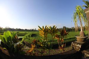 a garden with palm trees and a green field at Villa Gede Private Guest House in Selemadeg