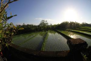 a large rice field with the sun in the background at Villa Gede Private Guest House in Selemadeg