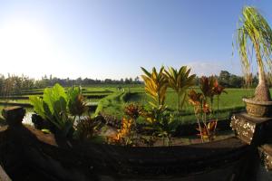 a garden with plants and a field in the background at Villa Gede Private Guest House in Selemadeg