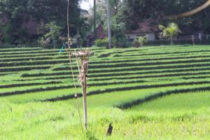 a giraffe standing in the middle of a field at Villa Gede Private Guest House in Selemadeg