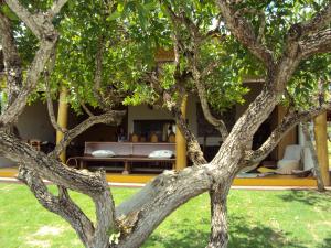 a close up of a tree in front of a house at Pousada Encantos do Cerrado in Delfinópolis