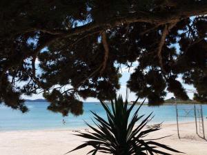 a view of the beach from under a tree at Apartmani kod Rade in Pakoštane
