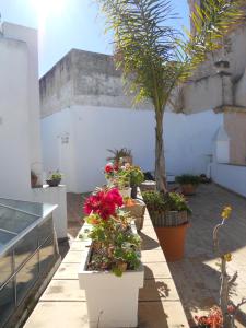 A garden outside Santa María 12 Boutique Apartamentos