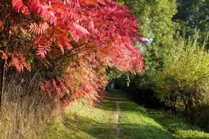 drzewo z czerwonymi liśćmi na polnej drodze w obiekcie La Renaissance w mieście Marigny-le-Châtel