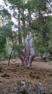 Fotografie z fotogalerie ubytování Pensión Rural Arroyo la Teja v destinaci Arroyo Frio